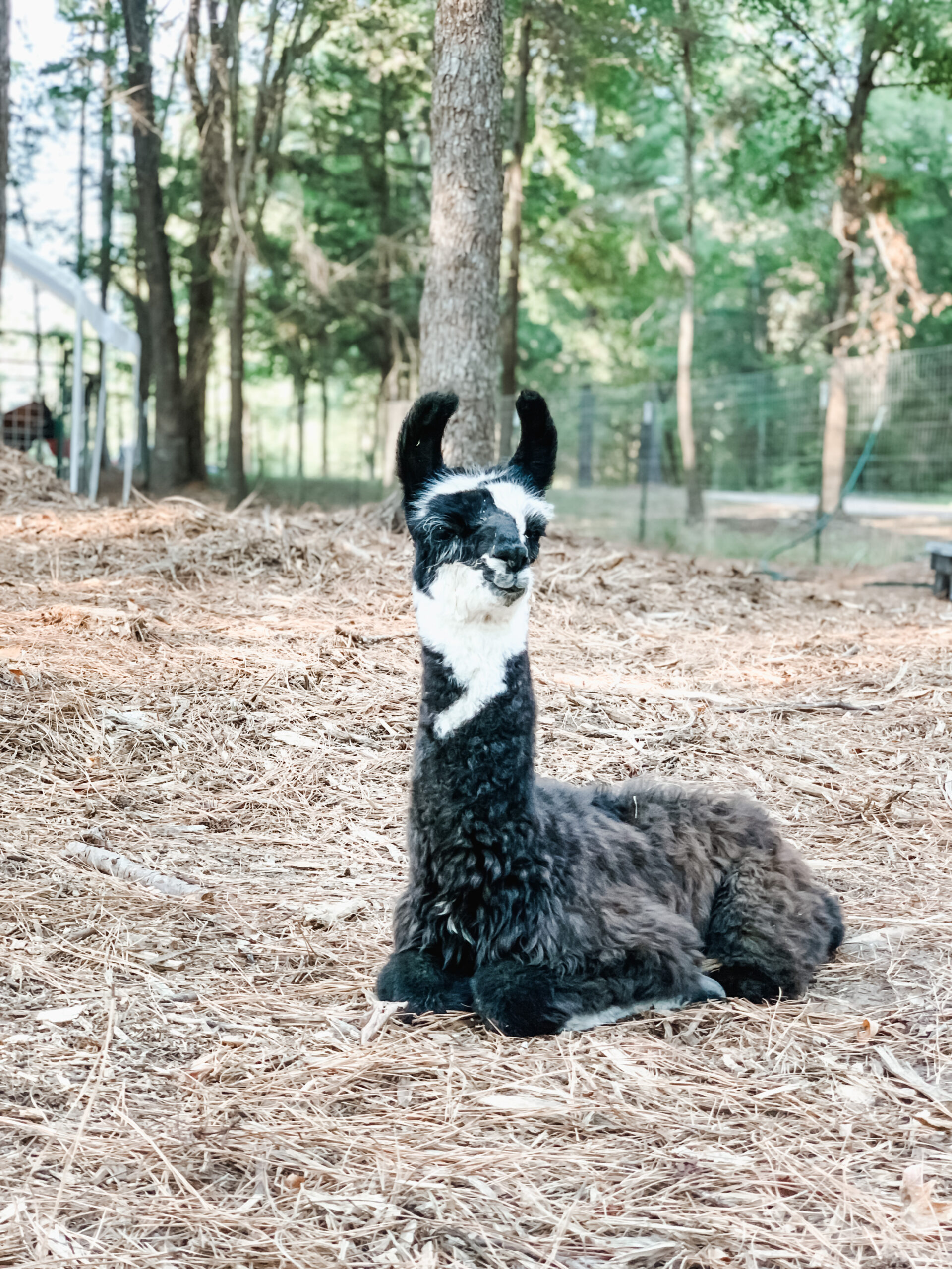 loblolly llamas East Texas LLamas and more